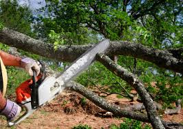 Best Emergency Tree Removal  in Clewiston, FL